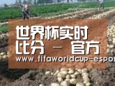 种植基地八